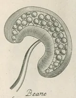 Picture 36 of 48 from The anatomy of plants : with, An idea of a philosophical history of plants, and several other lectures (1682), leaf 504