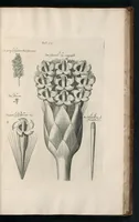 An illustration from The anatomy of plants : with, An idea of a philosophical history of plants, and several other lectures (1682)