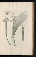 An illustration from The anatomy of plants : with, An idea of a philosophical history of plants, and several other lectures (1682)