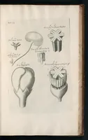 An illustration from The anatomy of plants : with, An idea of a philosophical history of plants, and several other lectures (1682)