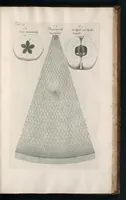 An illustration from The anatomy of plants : with, An idea of a philosophical history of plants, and several other lectures (1682)