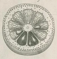 Picture 41 of 48 from The anatomy of plants : with, An idea of a philosophical history of plants, and several other lectures (1682), leaf 520