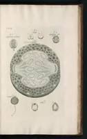 An illustration from The anatomy of plants : with, An idea of a philosophical history of plants, and several other lectures (1682)