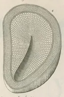 Picture 43 of 48 from The anatomy of plants : with, An idea of a philosophical history of plants, and several other lectures (1682), leaf 540