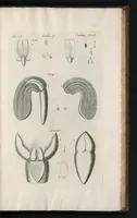 An illustration from The anatomy of plants : with, An idea of a philosophical history of plants, and several other lectures (1682)