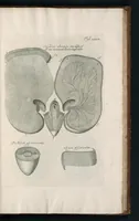 An illustration from The anatomy of plants : with, An idea of a philosophical history of plants, and several other lectures (1682)