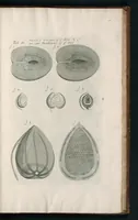 An illustration from The anatomy of plants : with, An idea of a philosophical history of plants, and several other lectures (1682)