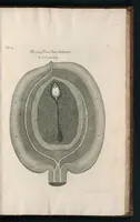 An illustration from The anatomy of plants : with, An idea of a philosophical history of plants, and several other lectures (1682)