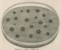 Picture 48 of 48 from The anatomy of plants : with, An idea of a philosophical history of plants, and several other lectures (1682), leaf 554