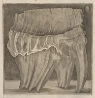 An illustration from Catalogus, sive, Recensio specialis omnium codicum manuscriptorum Graecorum, nec non linguarum orientalium, augustissimae Bibliothecae Caesareae Vindobonensis (1690)