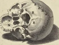 An illustration from Anatomia per uso et intelligenza del disegno : ricercata non solo su gl'ossi e muscoli del corpo humano, ma dimostrata ancora su le statue antiche più insigni di Roma, delineata in piu tauole con tutte le figure in varie faccie e vedute per istudio della Regia academia di Francia pittura e scultura (1691)
