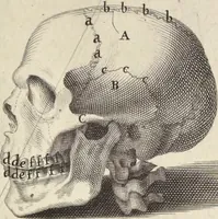 Picture 4 of 51 from Anatomia per uso et intelligenza del disegno : ricercata non solo su gl'ossi e muscoli del corpo humano, ma dimostrata ancora su le statue antiche più insigni di Roma, delineata in piu tauole con tutte le figure in varie faccie e vedute per istudio della Regia academia di Francia pittura e scultura (1691), leaf 10