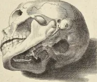 An illustration from Anatomia per uso et intelligenza del disegno : ricercata non solo su gl'ossi e muscoli del corpo humano, ma dimostrata ancora su le statue antiche più insigni di Roma, delineata in piu tauole con tutte le figure in varie faccie e vedute per istudio della Regia academia di Francia pittura e scultura (1691)