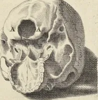 An illustration from Anatomia per uso et intelligenza del disegno : ricercata non solo su gl'ossi e muscoli del corpo humano, ma dimostrata ancora su le statue antiche più insigni di Roma, delineata in piu tauole con tutte le figure in varie faccie e vedute per istudio della Regia academia di Francia pittura e scultura (1691)