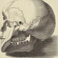 An illustration from Anatomia per uso et intelligenza del disegno : ricercata non solo su gl'ossi e muscoli del corpo humano, ma dimostrata ancora su le statue antiche più insigni di Roma, delineata in piu tauole con tutte le figure in varie faccie e vedute per istudio della Regia academia di Francia pittura e scultura (1691)