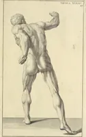 An illustration from Anatomia per uso et intelligenza del disegno : ricercata non solo su gl'ossi e muscoli del corpo humano, ma dimostrata ancora su le statue antiche più insigni di Roma, delineata in piu tauole con tutte le figure in varie faccie e vedute per istudio della Regia academia di Francia pittura e scultura (1691)