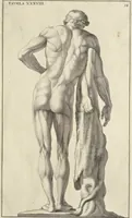 An illustration from Anatomia per uso et intelligenza del disegno : ricercata non solo su gl'ossi e muscoli del corpo humano, ma dimostrata ancora su le statue antiche più insigni di Roma, delineata in piu tauole con tutte le figure in varie faccie e vedute per istudio della Regia academia di Francia pittura e scultura (1691)
