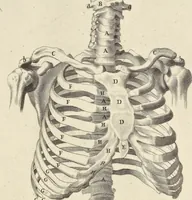 An illustration from Anatomia per uso et intelligenza del disegno : ricercata non solo su gl'ossi e muscoli del corpo humano, ma dimostrata ancora su le statue antiche più insigni di Roma, delineata in piu tauole con tutte le figure in varie faccie e vedute per istudio della Regia academia di Francia pittura e scultura (1691)