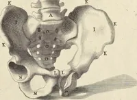 Picture 10 of 51 from Anatomia per uso et intelligenza del disegno : ricercata non solo su gl'ossi e muscoli del corpo humano, ma dimostrata ancora su le statue antiche più insigni di Roma, delineata in piu tauole con tutte le figure in varie faccie e vedute per istudio della Regia academia di Francia pittura e scultura (1691), leaf 14