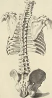 An illustration from Anatomia per uso et intelligenza del disegno : ricercata non solo su gl'ossi e muscoli del corpo humano, ma dimostrata ancora su le statue antiche più insigni di Roma, delineata in piu tauole con tutte le figure in varie faccie e vedute per istudio della Regia academia di Francia pittura e scultura (1691)