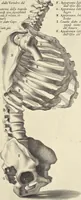 An illustration from Anatomia per uso et intelligenza del disegno : ricercata non solo su gl'ossi e muscoli del corpo humano, ma dimostrata ancora su le statue antiche più insigni di Roma, delineata in piu tauole con tutte le figure in varie faccie e vedute per istudio della Regia academia di Francia pittura e scultura (1691)