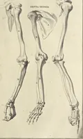 An illustration from Anatomia per uso et intelligenza del disegno : ricercata non solo su gl'ossi e muscoli del corpo humano, ma dimostrata ancora su le statue antiche più insigni di Roma, delineata in piu tauole con tutte le figure in varie faccie e vedute per istudio della Regia academia di Francia pittura e scultura (1691)
