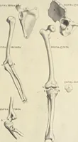An illustration from Anatomia per uso et intelligenza del disegno : ricercata non solo su gl'ossi e muscoli del corpo humano, ma dimostrata ancora su le statue antiche più insigni di Roma, delineata in piu tauole con tutte le figure in varie faccie e vedute per istudio della Regia academia di Francia pittura e scultura (1691)