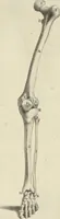 An illustration from Anatomia per uso et intelligenza del disegno : ricercata non solo su gl'ossi e muscoli del corpo humano, ma dimostrata ancora su le statue antiche più insigni di Roma, delineata in piu tauole con tutte le figure in varie faccie e vedute per istudio della Regia academia di Francia pittura e scultura (1691)
