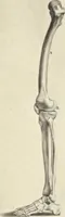 An illustration from Anatomia per uso et intelligenza del disegno : ricercata non solo su gl'ossi e muscoli del corpo humano, ma dimostrata ancora su le statue antiche più insigni di Roma, delineata in piu tauole con tutte le figure in varie faccie e vedute per istudio della Regia academia di Francia pittura e scultura (1691)