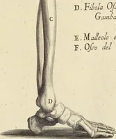 An illustration from Anatomia per uso et intelligenza del disegno : ricercata non solo su gl'ossi e muscoli del corpo humano, ma dimostrata ancora su le statue antiche più insigni di Roma, delineata in piu tauole con tutte le figure in varie faccie e vedute per istudio della Regia academia di Francia pittura e scultura (1691)