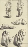 An illustration from Anatomia per uso et intelligenza del disegno : ricercata non solo su gl'ossi e muscoli del corpo humano, ma dimostrata ancora su le statue antiche più insigni di Roma, delineata in piu tauole con tutte le figure in varie faccie e vedute per istudio della Regia academia di Francia pittura e scultura (1691)