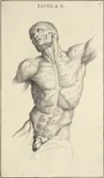 An illustration from Anatomia per uso et intelligenza del disegno : ricercata non solo su gl'ossi e muscoli del corpo humano, ma dimostrata ancora su le statue antiche più insigni di Roma, delineata in piu tauole con tutte le figure in varie faccie e vedute per istudio della Regia academia di Francia pittura e scultura (1691)