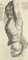 An illustration from Anatomia per uso et intelligenza del disegno : ricercata non solo su gl'ossi e muscoli del corpo humano, ma dimostrata ancora su le statue antiche più insigni di Roma, delineata in piu tauole con tutte le figure in varie faccie e vedute per istudio della Regia academia di Francia pittura e scultura (1691)