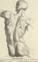 An illustration from Anatomia per uso et intelligenza del disegno : ricercata non solo su gl'ossi e muscoli del corpo humano, ma dimostrata ancora su le statue antiche più insigni di Roma, delineata in piu tauole con tutte le figure in varie faccie e vedute per istudio della Regia academia di Francia pittura e scultura (1691)