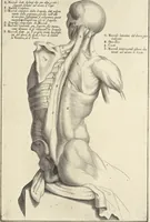 An illustration from Anatomia per uso et intelligenza del disegno : ricercata non solo su gl'ossi e muscoli del corpo humano, ma dimostrata ancora su le statue antiche più insigni di Roma, delineata in piu tauole con tutte le figure in varie faccie e vedute per istudio della Regia academia di Francia pittura e scultura (1691)