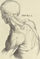 An illustration from Anatomia per uso et intelligenza del disegno : ricercata non solo su gl'ossi e muscoli del corpo humano, ma dimostrata ancora su le statue antiche più insigni di Roma, delineata in piu tauole con tutte le figure in varie faccie e vedute per istudio della Regia academia di Francia pittura e scultura (1691)