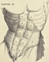 An illustration from Anatomia per uso et intelligenza del disegno : ricercata non solo su gl'ossi e muscoli del corpo humano, ma dimostrata ancora su le statue antiche più insigni di Roma, delineata in piu tauole con tutte le figure in varie faccie e vedute per istudio della Regia academia di Francia pittura e scultura (1691)