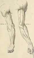 Picture 25 of 51 from Anatomia per uso et intelligenza del disegno : ricercata non solo su gl'ossi e muscoli del corpo humano, ma dimostrata ancora su le statue antiche più insigni di Roma, delineata in piu tauole con tutte le figure in varie faccie e vedute per istudio della Regia academia di Francia pittura e scultura (1691), leaf 56