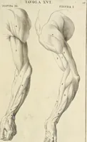 An illustration from Anatomia per uso et intelligenza del disegno : ricercata non solo su gl'ossi e muscoli del corpo humano, ma dimostrata ancora su le statue antiche più insigni di Roma, delineata in piu tauole con tutte le figure in varie faccie e vedute per istudio della Regia academia di Francia pittura e scultura (1691)