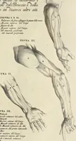 An illustration from Anatomia per uso et intelligenza del disegno : ricercata non solo su gl'ossi e muscoli del corpo humano, ma dimostrata ancora su le statue antiche più insigni di Roma, delineata in piu tauole con tutte le figure in varie faccie e vedute per istudio della Regia academia di Francia pittura e scultura (1691)
