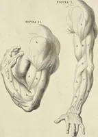 An illustration from Anatomia per uso et intelligenza del disegno : ricercata non solo su gl'ossi e muscoli del corpo humano, ma dimostrata ancora su le statue antiche più insigni di Roma, delineata in piu tauole con tutte le figure in varie faccie e vedute per istudio della Regia academia di Francia pittura e scultura (1691)