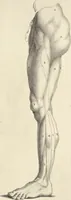 An illustration from Anatomia per uso et intelligenza del disegno : ricercata non solo su gl'ossi e muscoli del corpo humano, ma dimostrata ancora su le statue antiche più insigni di Roma, delineata in piu tauole con tutte le figure in varie faccie e vedute per istudio della Regia academia di Francia pittura e scultura (1691)