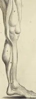 An illustration from Anatomia per uso et intelligenza del disegno : ricercata non solo su gl'ossi e muscoli del corpo humano, ma dimostrata ancora su le statue antiche più insigni di Roma, delineata in piu tauole con tutte le figure in varie faccie e vedute per istudio della Regia academia di Francia pittura e scultura (1691)