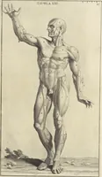 An illustration from Anatomia per uso et intelligenza del disegno : ricercata non solo su gl'ossi e muscoli del corpo humano, ma dimostrata ancora su le statue antiche più insigni di Roma, delineata in piu tauole con tutte le figure in varie faccie e vedute per istudio della Regia academia di Francia pittura e scultura (1691)