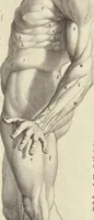 An illustration from Anatomia per uso et intelligenza del disegno : ricercata non solo su gl'ossi e muscoli del corpo humano, ma dimostrata ancora su le statue antiche più insigni di Roma, delineata in piu tauole con tutte le figure in varie faccie e vedute per istudio della Regia academia di Francia pittura e scultura (1691)