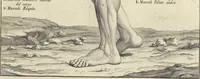An illustration from Anatomia per uso et intelligenza del disegno : ricercata non solo su gl'ossi e muscoli del corpo humano, ma dimostrata ancora su le statue antiche più insigni di Roma, delineata in piu tauole con tutte le figure in varie faccie e vedute per istudio della Regia academia di Francia pittura e scultura (1691)