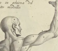 An illustration from Anatomia per uso et intelligenza del disegno : ricercata non solo su gl'ossi e muscoli del corpo humano, ma dimostrata ancora su le statue antiche più insigni di Roma, delineata in piu tauole con tutte le figure in varie faccie e vedute per istudio della Regia academia di Francia pittura e scultura (1691)