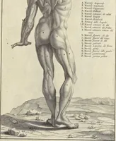 An illustration from Anatomia per uso et intelligenza del disegno : ricercata non solo su gl'ossi e muscoli del corpo humano, ma dimostrata ancora su le statue antiche più insigni di Roma, delineata in piu tauole con tutte le figure in varie faccie e vedute per istudio della Regia academia di Francia pittura e scultura (1691)