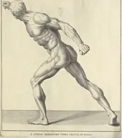 Picture 44 of 51 from Anatomia per uso et intelligenza del disegno : ricercata non solo su gl'ossi e muscoli del corpo humano, ma dimostrata ancora su le statue antiche più insigni di Roma, delineata in piu tauole con tutte le figure in varie faccie e vedute per istudio della Regia academia di Francia pittura e scultura (1691), leaf 98