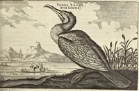 Picture 101 of 190 from Het gezandtschap der Neêrlandtsche Oost-Indische Compagnie, aan den grooten Tartarischen Cham, den tegenwoordigen keizer van China : waar in de gedenkwaerdigste geschiedenissen, die onder het reizen door de Sineesche landtschappen, Quantung, Kiangsi, Nanking, Xantung en Peking, en aan het keizerlyke hof te Peking, zedert den jaare 1655 tot 1657 zyn voorgevallen, op het bondigste verhandelt worden : beneffens een naauwkeurige beschryvinge der Sineesche steden, dorpen, regeering, weetenschappen, handwerken, zeden, godsdiensten, gebouwen, drachten, scheepen, bergen, gewaffen, dieren, &c. en oorlogen tegen de Tarters : verçiert met over de 150 afbeeldtsels, na 't leven in Sina (1693), leaf 244